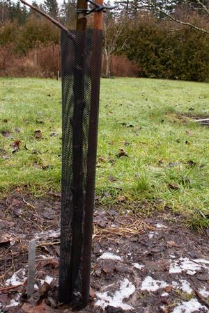 Stamskydd / Nät till träd, svart, dia. 2-6 cm, höjd 50 cm, 1 stk